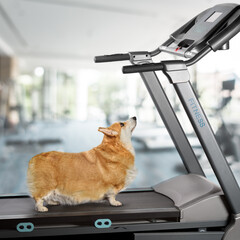 Sad overweight welsh corgi Dog stands on treadmill and looking at screen concept motivation