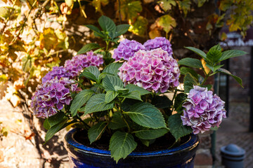 lilac flowers in a pot