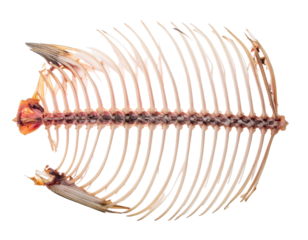 Full fish skeleton on white