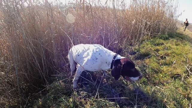 hunting dog in the meadow