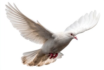 White dove soaring with wings spread wide against a clean background, showcasing delicate feathers and graceful movement