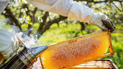 Beekeeper using a smoker on a honeycomb frame in an outdoor apiary setting during the daytime