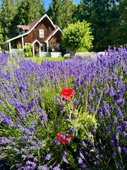 Red poppies in a lavender field against the backdrop of a country house