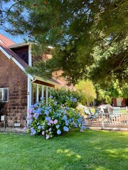 House with the back yard and patio. Big bush of blue and pink hydrangeas near the house