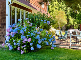 Big bush of blue and pink hydrangeas near the house