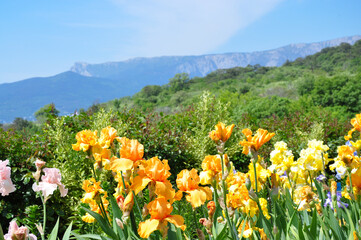Obraz premium Field of blooming orange and yellow irises with mountains on horizon in spring garden close up view under blue sky representing natural beauty seasonal flowering and scenic outdoor landscape