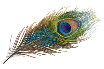Vibrant peacock feather, detailed close-up