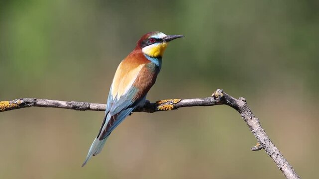 European bee-eater, merops apiaster. A beautiful multicolored bird sits on a branch