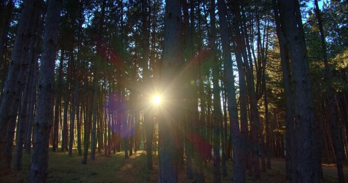 Forest, beautiful countryside nature, evergreen tall trees, gleaming sun, motion