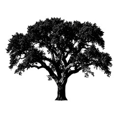 Silhouette of a large majestic oak tree with detailed branches