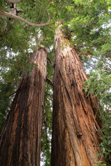 Sequoia