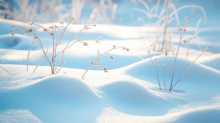 Frost-covered plants in serene snowy field during winter