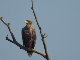 A majestic eagle perched on a branch against a clear blue sky


