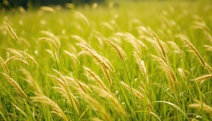 Lush green grass field with golden seed heads in sunlight