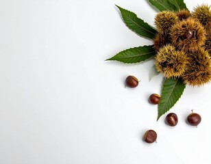 毬栗と栗とスペース