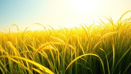 lush green rice paddy field under bright sun