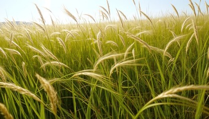 Lush green grass field with tall stalks and a clear sky