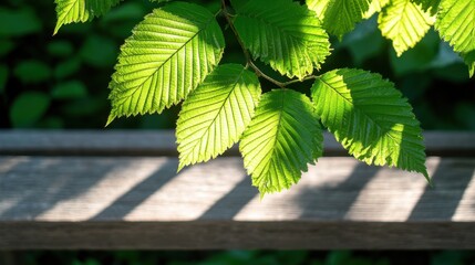 Sunlit leaves casting shadows on rustic wooden surface