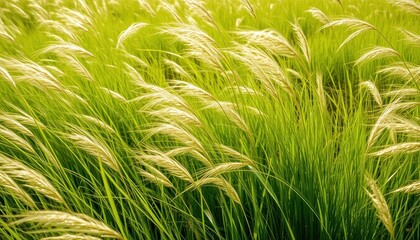 Lush green tall grass in a natural field during daytime