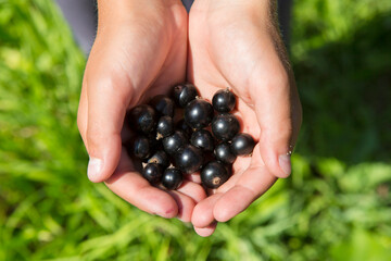A handful of ripe black currants in a child's hand close-up.