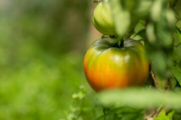 A large tomato is ripening on a branch, close-up. Blurred background