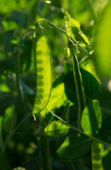 A pea pod in sunlight