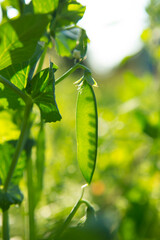 Peas ripen in the garden