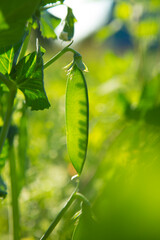 Unripe pea pods in the garden