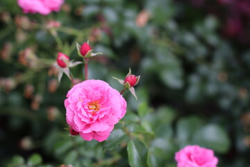 Close-up of a vibrant pink rose in full bloom, surrounded by green leaves and rosebuds. The bright color of the flower contrasts beautifully with the softly blurred background