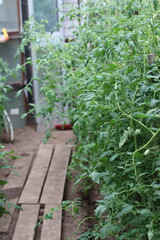 Greenhouse interior with rows of tall, healthy tomato plants growing along the side. The plants feature lush green leaves and small unripe tomatoes. A wooden plank pathway runs alongside the plants