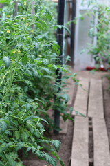 Greenhouse interior with rows of tall, healthy tomato plants growing along the side. The plants feature lush green leaves and small unripe tomatoes. A wooden plank pathway runs alongside the plants