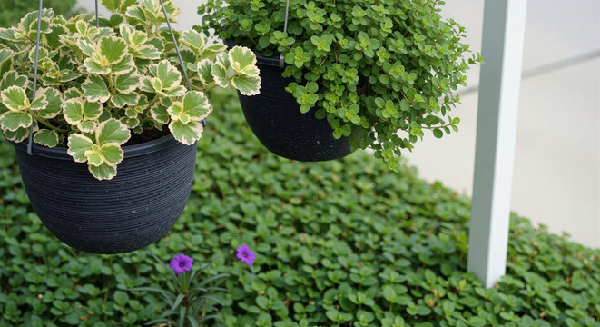 Decorative hanging plants and lush green ground cover outdoors