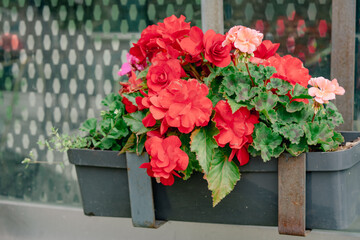 Bright red begonia flowers bloom beautifully in a black plant box attached to a window sill. The lush green foliage complements the vivid red petals, creating a stunning visual.
