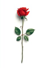 Obraz premium Solitary red rose on a white background, detailed petals & leaves, casting soft shadows. Tenderly simple