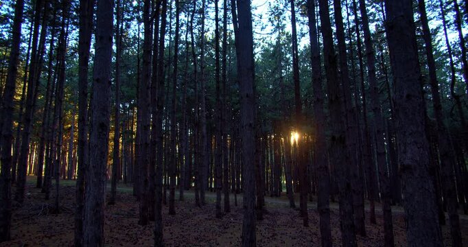 Forest nature long trees leisure picnic park place sunset golden sunshine summer