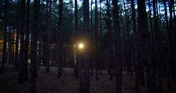 Recreation and picnic place park forest nature motion sunset golden sun summer