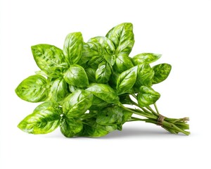 Fresh basil bunch tied with twine, the vibrant green leaves glistening under the light, casting a soft shadow on a white background