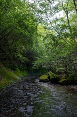 Obraz premium 夏の岳切渓谷、森林と川の風景