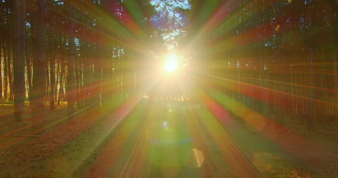 Forest footpath, park nature forward motion, gleaming golden radiant sun, summer