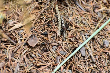 ants on the ground