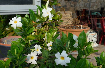 Dipladenia flower in Porto Santo Stefano, Tuscany, Italy
