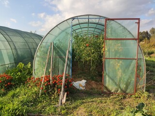 Arched polycarbonate greenhouse with an open door in a vegetable garden, a useful stock clip for...