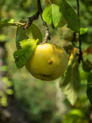 Bright Yellow Apple on an Apple Tree