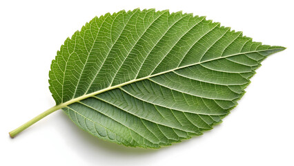 Vibrant green leaf with intricate veining and serrated edge texture nature