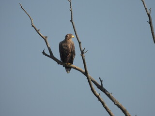 A majestic eagle perched on a branch against a clear blue sky.

