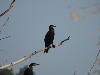 Two cormorants perched on branches against a clear sky.

