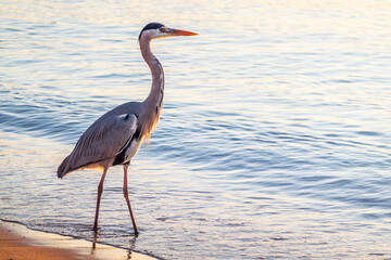 A heron hunting in the sea. Grey heron on the hunt