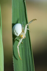 Female Spider Misumena vatia, a species of crab spider from the large genus Misumena.