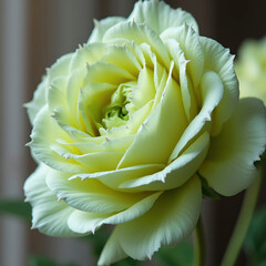 Pale yellow rose close up.