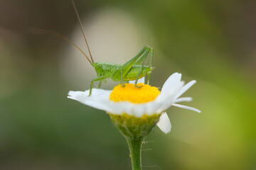 Tettigonia viridissima, cavalletta verde or locusta verdissima , resting on an ox-eye daisy flower in a meadow.